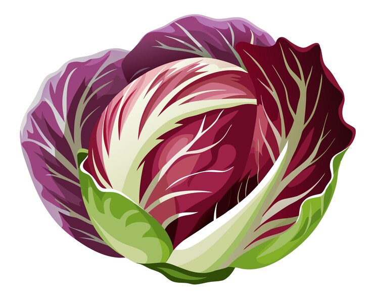 Vetor ilustração vectorial de vegetais frescos de radicchio em fundo branco