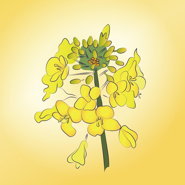 Vetor ilustração vetorial canola caule florido de flores de colza amarelas grama de campo selvagem