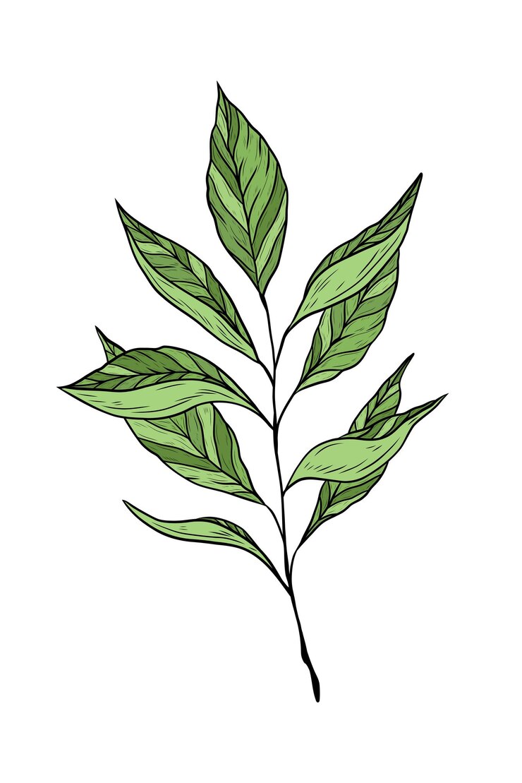 Vetor ilustração vetorial com ramo de chá verde isolado em fundo branco folhas e caule de chá planta medicinal asiática e indiana bebida quente tradicional chá preto verde e branco design de embalagem