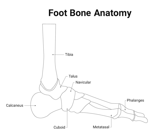 Vetor ilustração vetorial da anatomia óssea do pé tibiatalus falanges naviculares metatasal cuboide calcaneu