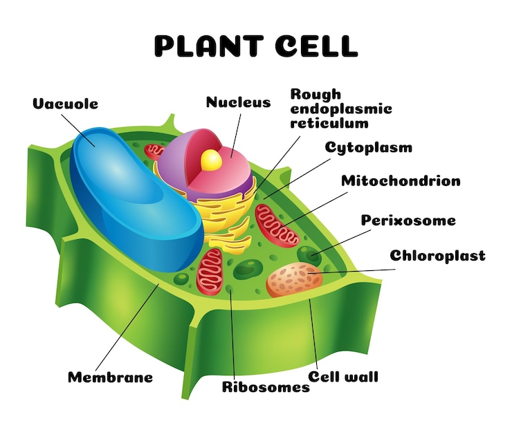 Vetor ilustração vetorial da estrutura anatômica das células vegetais infográfica educacional
