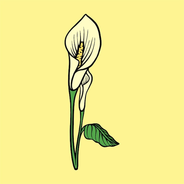 Ilustração vetorial da flor de lírio calla