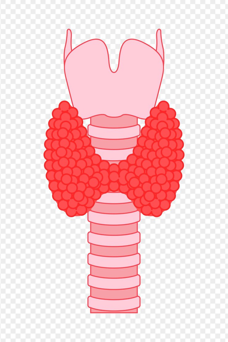 Vetor ilustração vetorial da glândula tiróide em fundo transparente