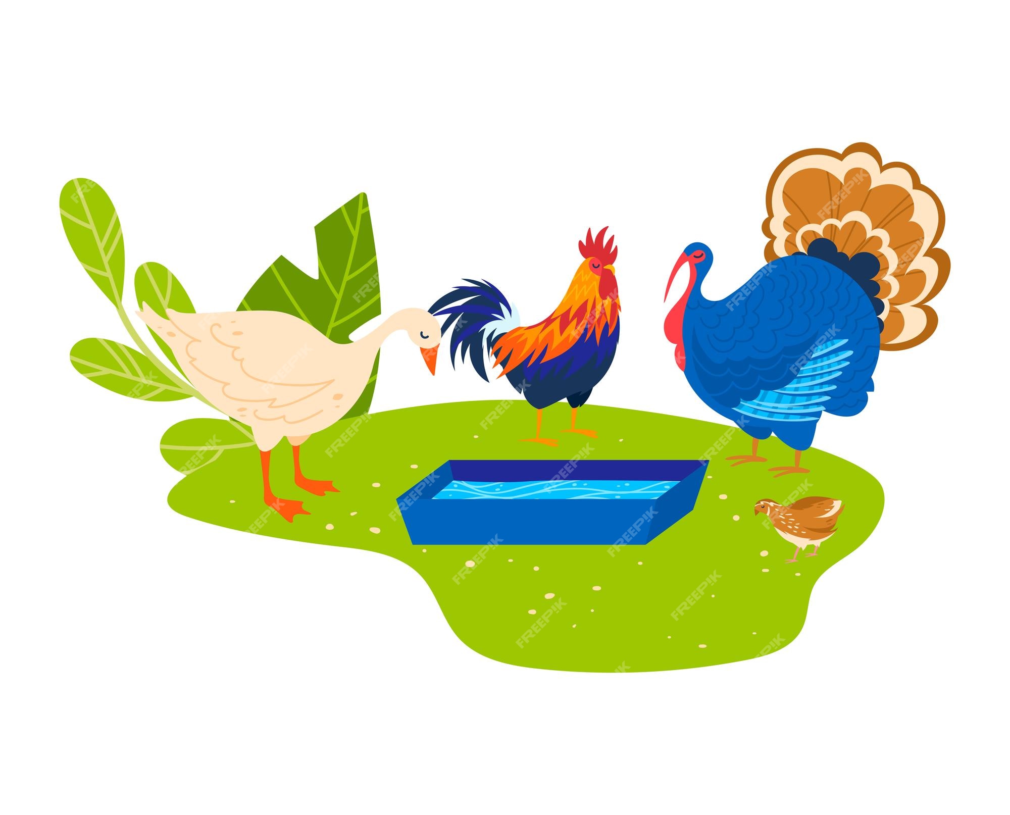 Cena Feliz Da Fazenda De Desenho Animado Com Galo De Pé E a Ilustração De  Aves De Fazenda De Galinha Para Crianças Ilustração Stock - Ilustração de  nave, fundo: 277466907