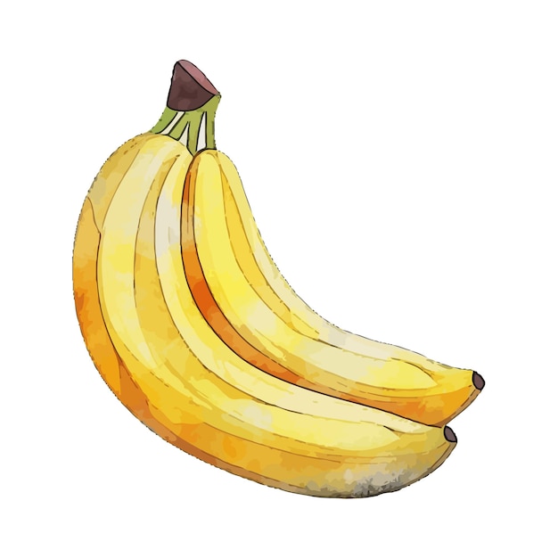 Vetor ilustração vetorial de aquarela de banana