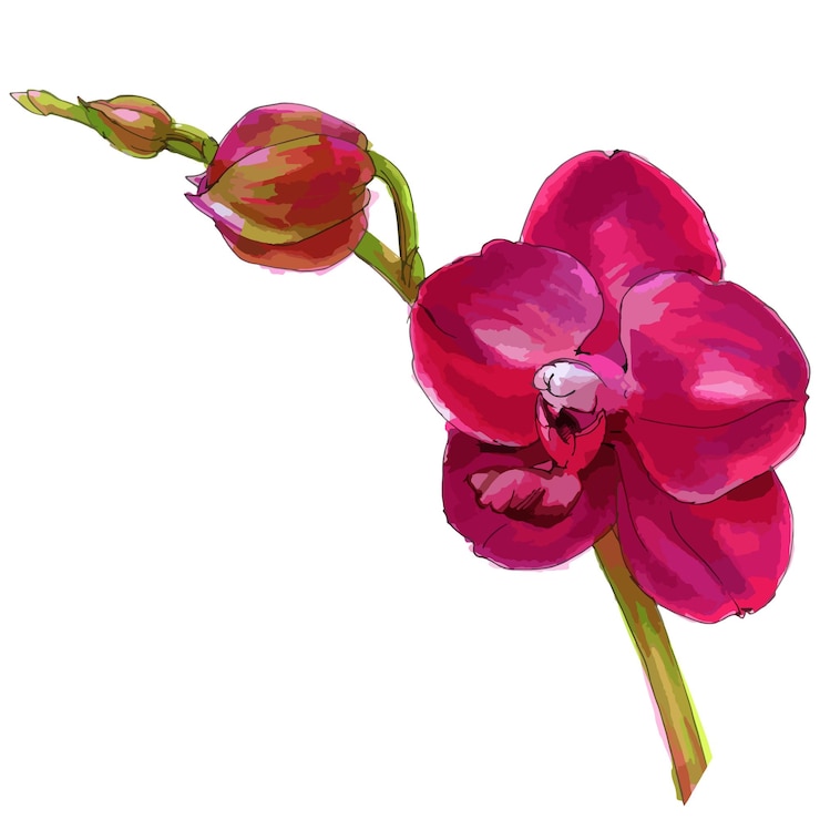 Vetor ilustração vetorial de aquarela de flor de orquídea