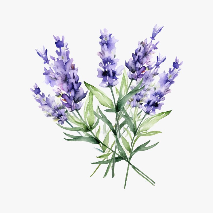 Ilustração vetorial de aquarela de lavanda isolada em fundo branco