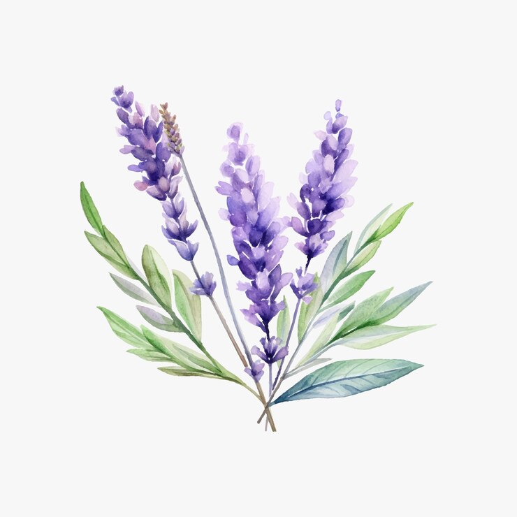 Ilustração vetorial de aquarela de lavanda isolada em fundo branco