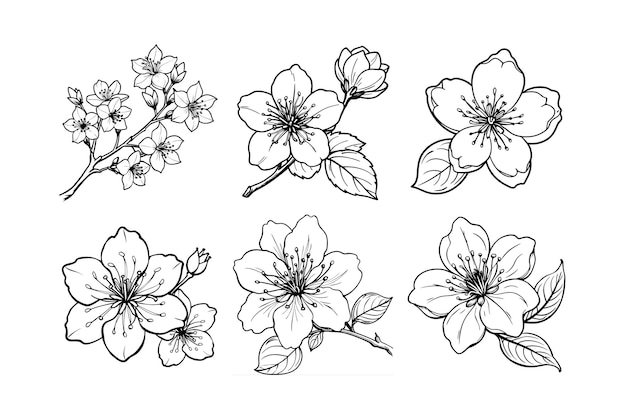 Ilustração vetorial de arte de linha de floração de flores de cerejeira