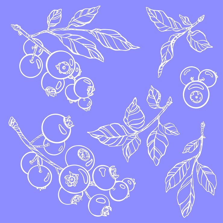 Ilustração vetorial de bagas de contorno Ramos e folhas isolados