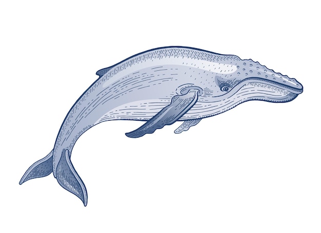 Ilustração vetorial de baleia jubarte desenho de aquarela de animais do oceano baleia de água do mar em arte vintage xilogravura esboço marinho em fundo branco vector jubarte subaquática para design de economia de ambiente