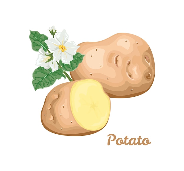 Ilustração vetorial de batatas