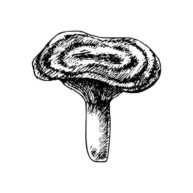 Vetor ilustração vetorial de cogumelos florestais desenhada à mão esboço isolado produto orgânico em fundo branco