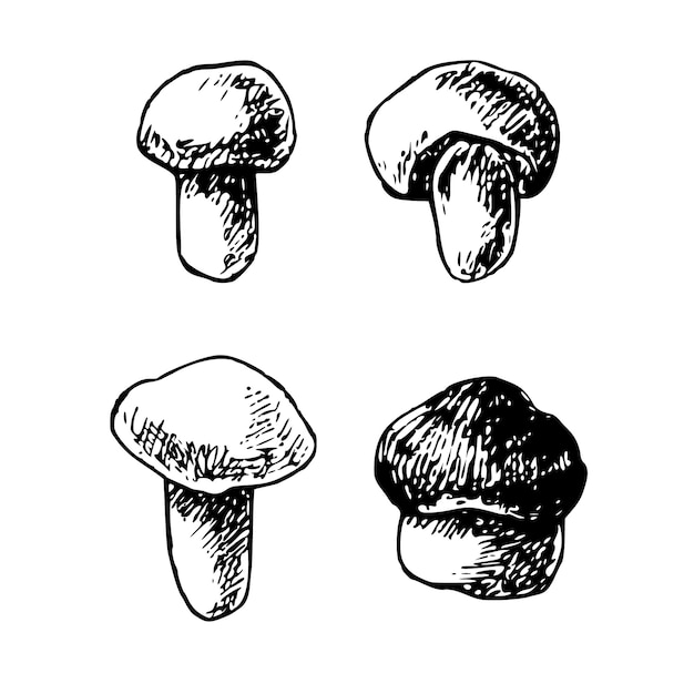 Vetor ilustração vetorial de cogumelos florestais desenhada à mão esboço isolado produto orgânico