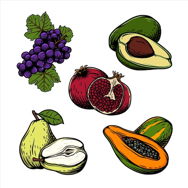 Vetor ilustração vetorial de coleção de frutas