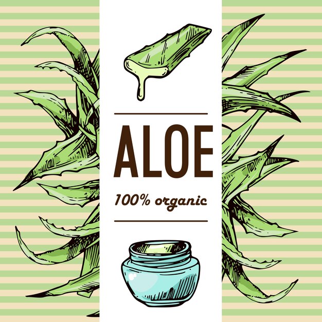 Ilustração vetorial de esboço de aloe vera estilo desenhado à mão