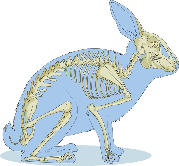Ilustração vetorial de esqueleto de coelho
