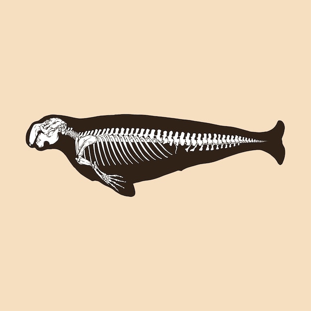 Vetor ilustração vetorial de esqueleto de dugongo