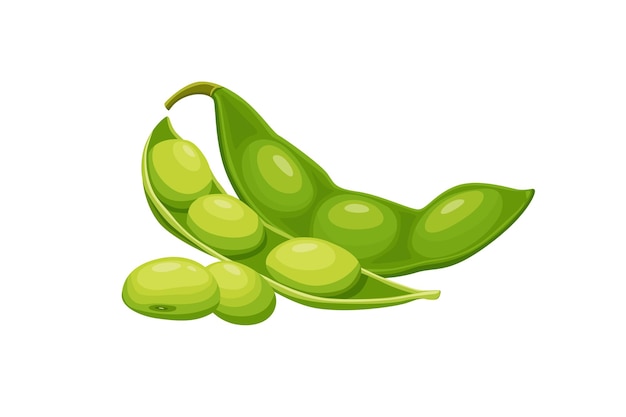 Ilustração vetorial de feijões de edamame para um produto de soja