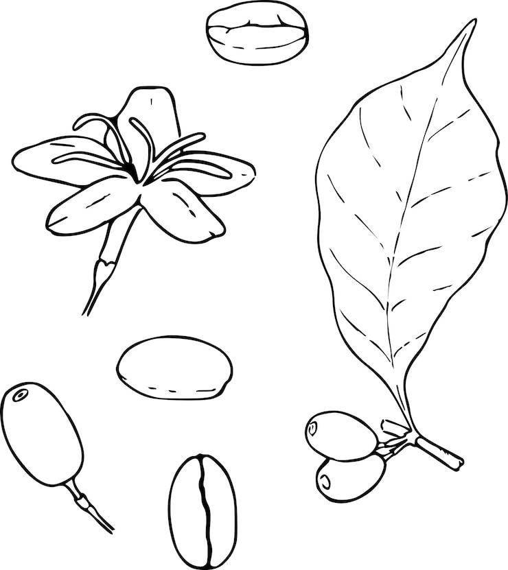 Vetor ilustração vetorial de flores e feijões da árvore de café