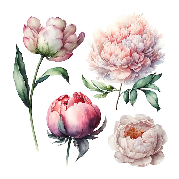 Ilustração vetorial de flores peônia rosa em um fundo branco estilo aquarela