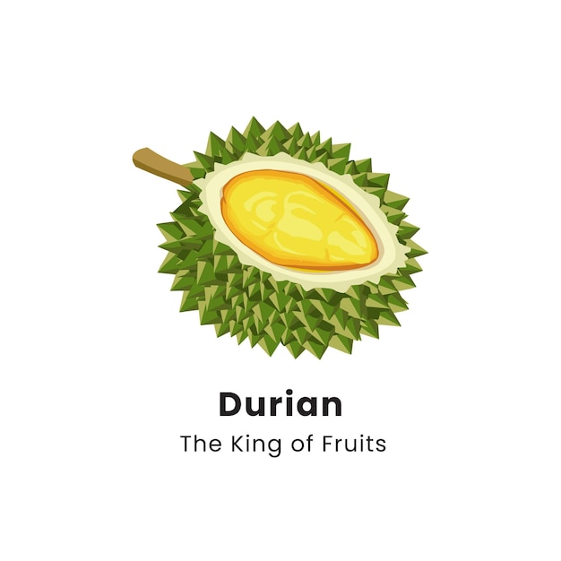 Ilustração vetorial de frutas de durian em fundo branco