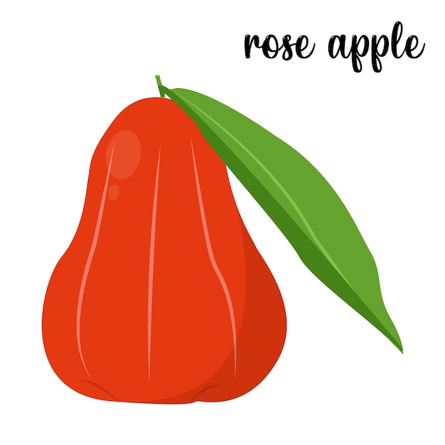 Ilustração vetorial de frutas de maçã rosa