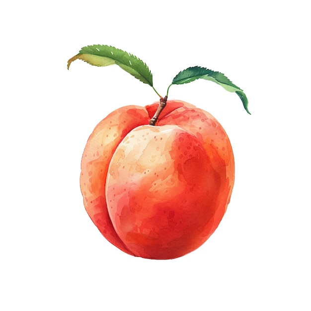 Ilustração vetorial de frutos de pêssego em estilo aquarela