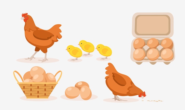 Vetor ilustração vetorial de galinhas marrons domésticas, pintinhos, ovos em bandeja e cesto em fundo branco, fazenda de aves com produtos naturais em estilo de desenho animado