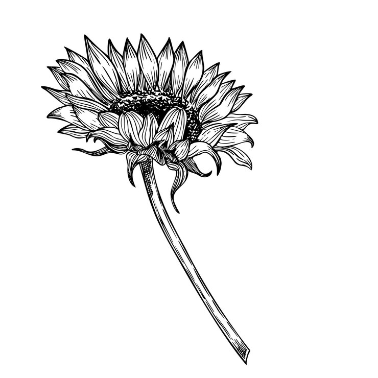 Vetor ilustração vetorial de girassol com flor de outline de outono sazonal pintada com tintas pretas para