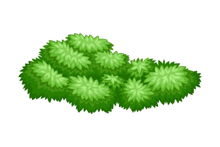 Vetor ilustração vetorial de madeira ou arbusto exuberante como planta lenhosa perene com densa cobertura de folhagem