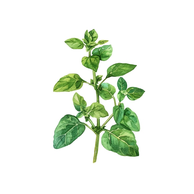 Ilustração vetorial de orégano em estilo aquarela