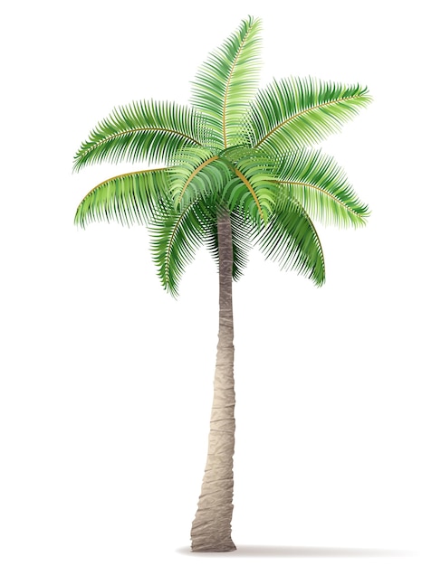 Ilustração vetorial de palmeira tropical com folhagem verde