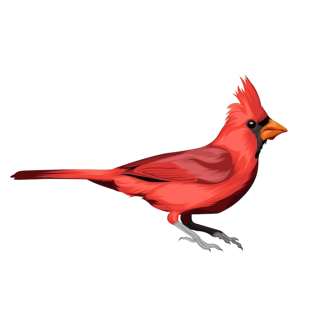 Ilustração vetorial de pássaro cardinal