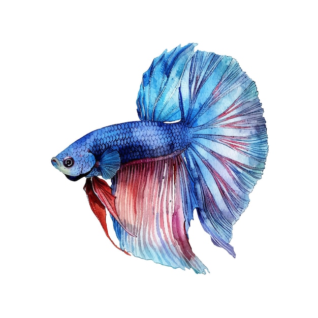 Ilustração vetorial de peixes betta em estilo aquarela