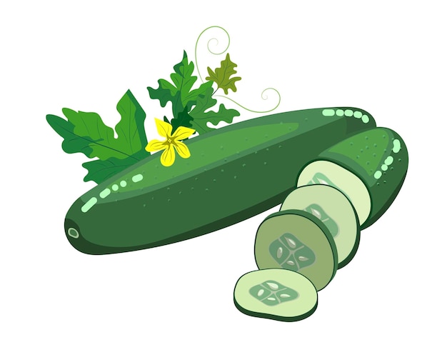 Vetor ilustração vetorial de pepino fresco verde isolado no fundo branco com folhas e flores