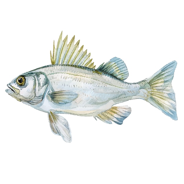 Ilustração vetorial de perca branca em estilo aquarela
