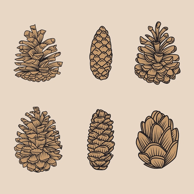 Ilustração vetorial de pinhas marrons