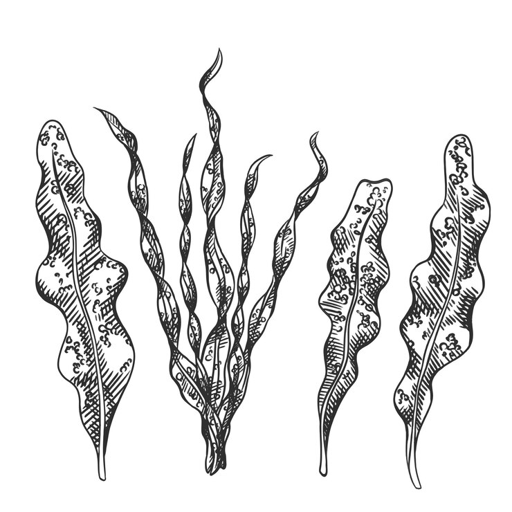 Vetor ilustração vetorial de plantas de algas marinhas e oceânicas objeto isolado elemento submarino tropical