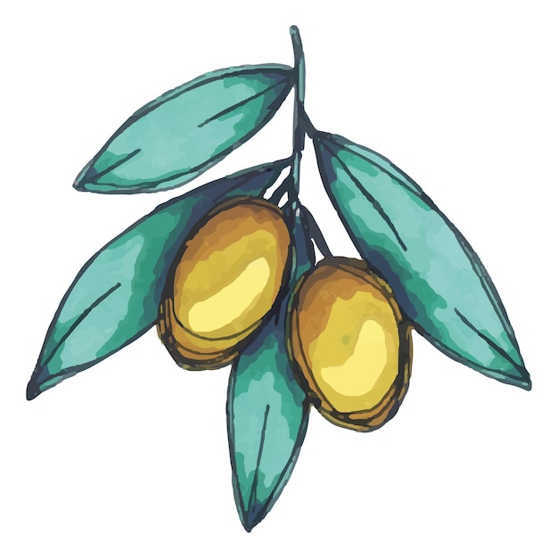 Ilustração vetorial de ramo de oliveira clipart de comida ecológica desenhada à mão colorida