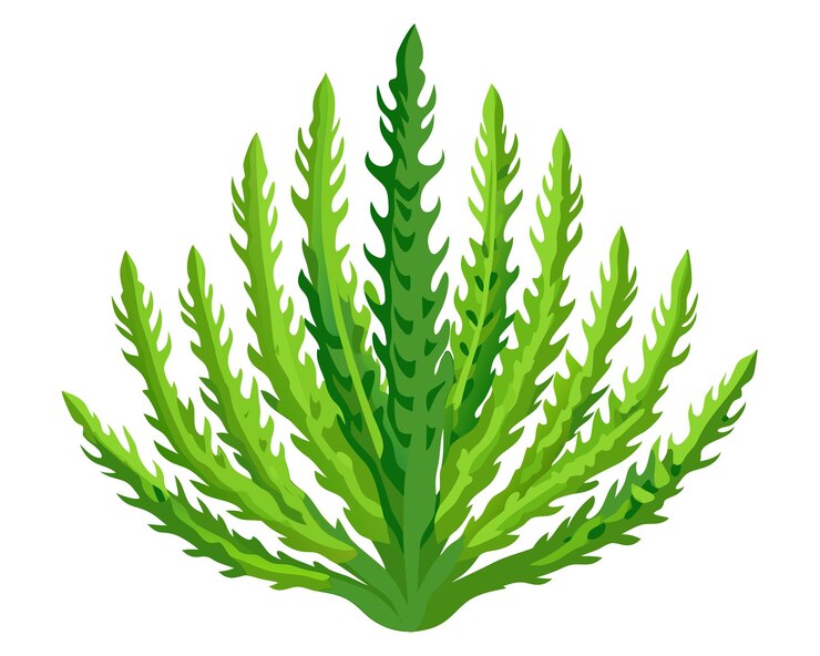 Vetor ilustração vetorial de samphire isolada em fundo branco