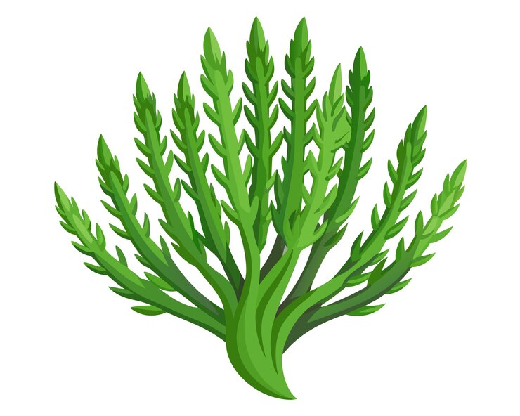 Vetor ilustração vetorial de samphire isolada em fundo branco