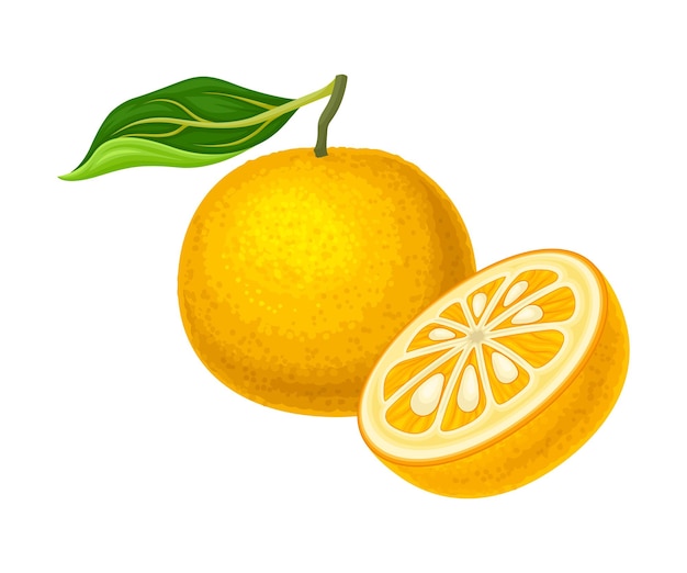 Ilustração vetorial de segmento suculento de frutas cítricas com metade