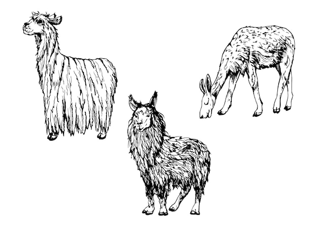 Ilustração vetorial de tinta desenhada à mão da fazenda gado lã animal lama alpaca vicuna guanaco sul central