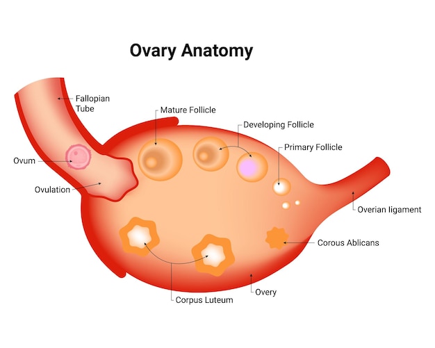 Vetor ilustração vetorial de toda a anatomia