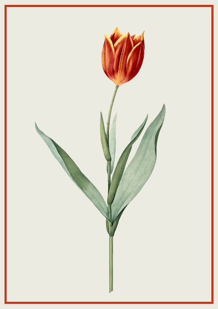 ilustração vetorial de tulipa