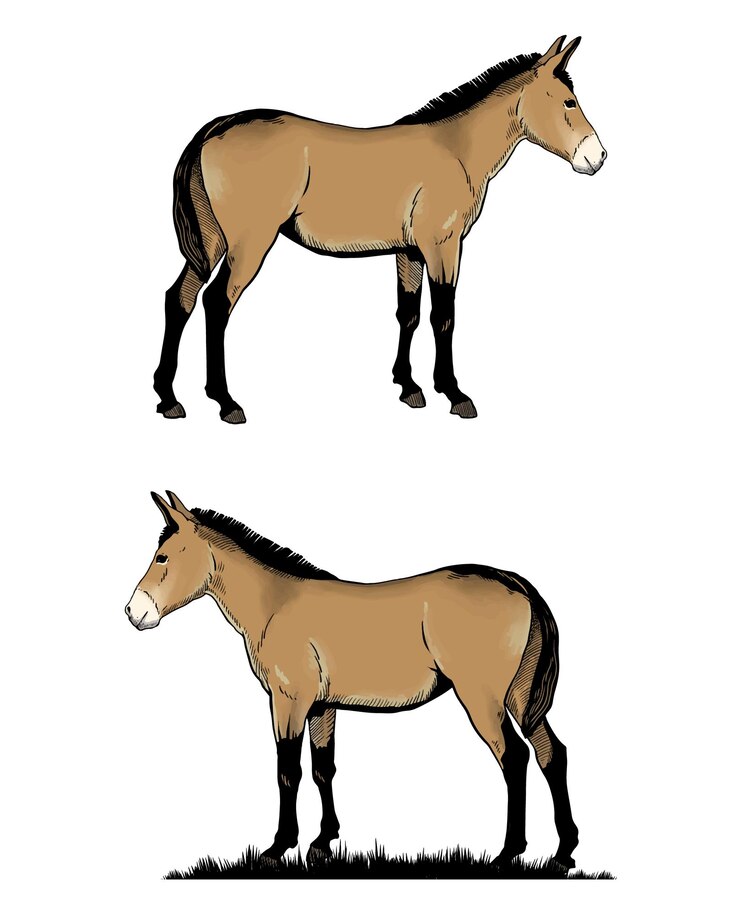 Vetor ilustração vetorial de um desenho de donkey mule