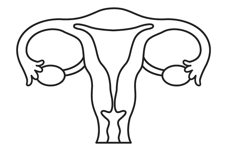 ilustração vetorial de um útero