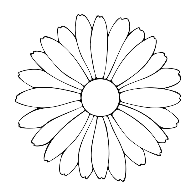 Ilustração vetorial de uma flor de camomila isolada em um fundo branco desenhada à mão