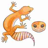 Vetor ilustração vetorial de uma mandarina eublepharis leopard gecko